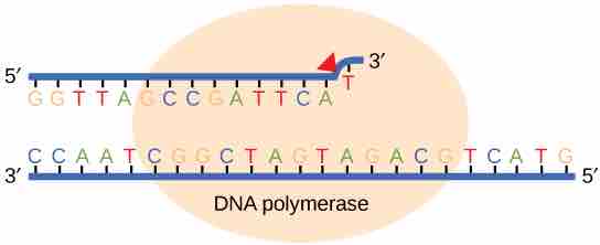 DNA polymerase proofreading