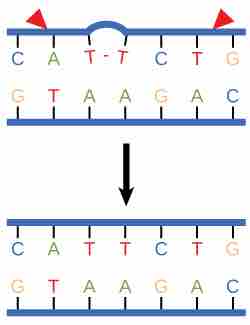 Nucleotide Excision Repairs