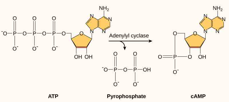 Formation of Cyclic AMP