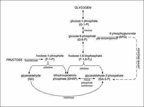 Fructose Metabolism