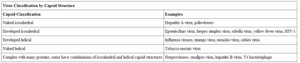 Virus classification by capsid structure