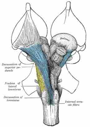 The reticular activating system