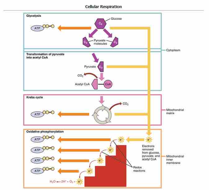 Cellular Respiration