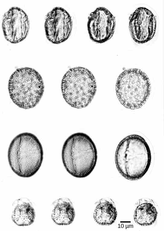 Fossilized pollen grains