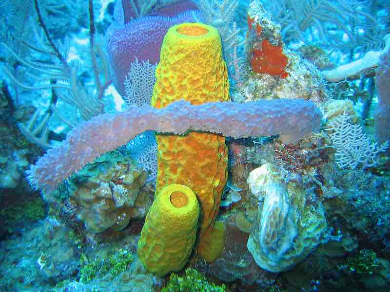 Sponges