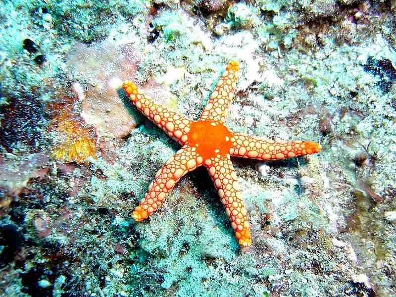 Secondary radial symmetry in echinoderms