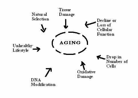 Aging factors