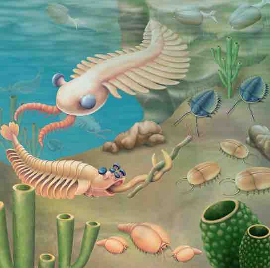 Cambrian period