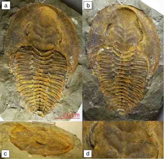 Trilobites