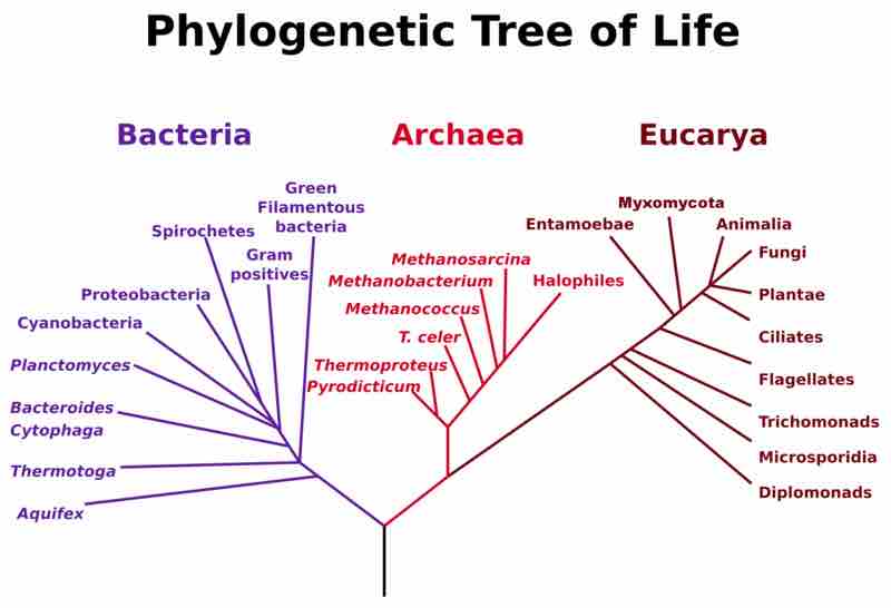 Phlyogenetic tree of life