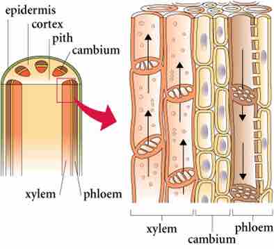 Xylem and phloem