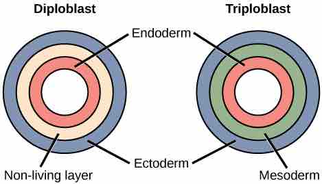 Germ development in embryogenesis