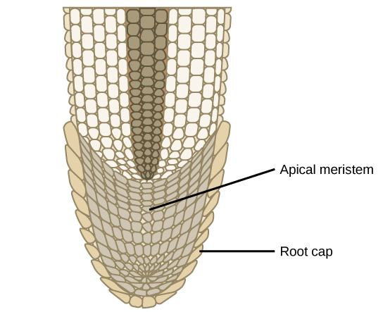 Apical meristem