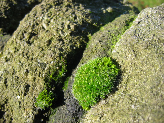 Moss