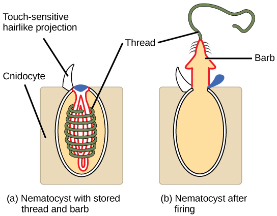 Cnidocytes