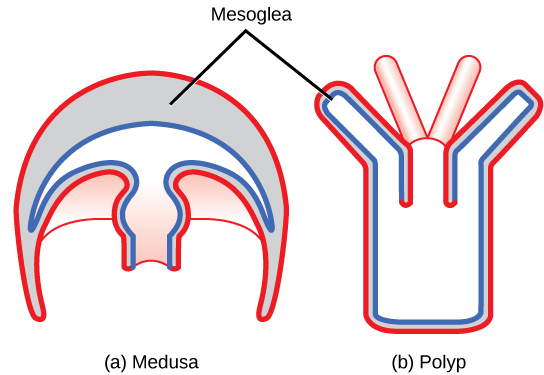 Cnidarian morphology