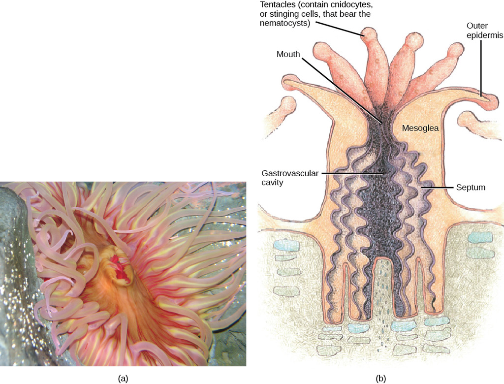 Anthozoans