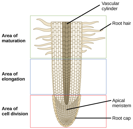 Zones on a root tip