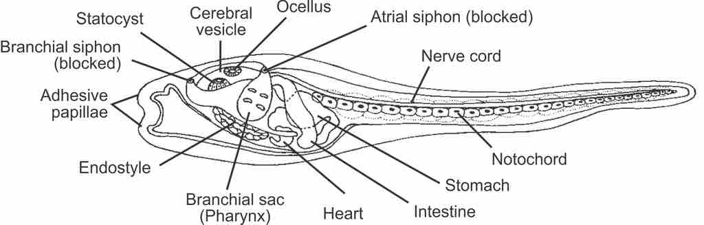 Structures present in a tunicate larva