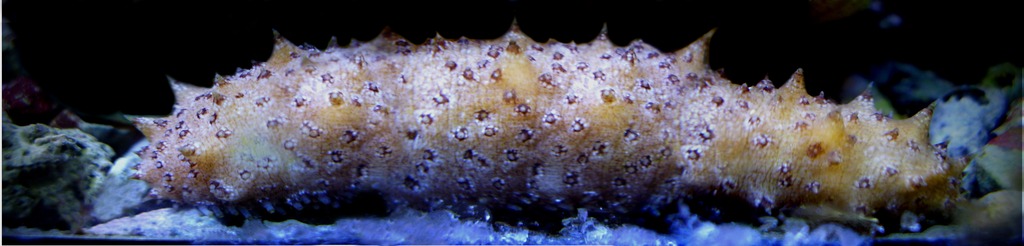 Sea cucumbers