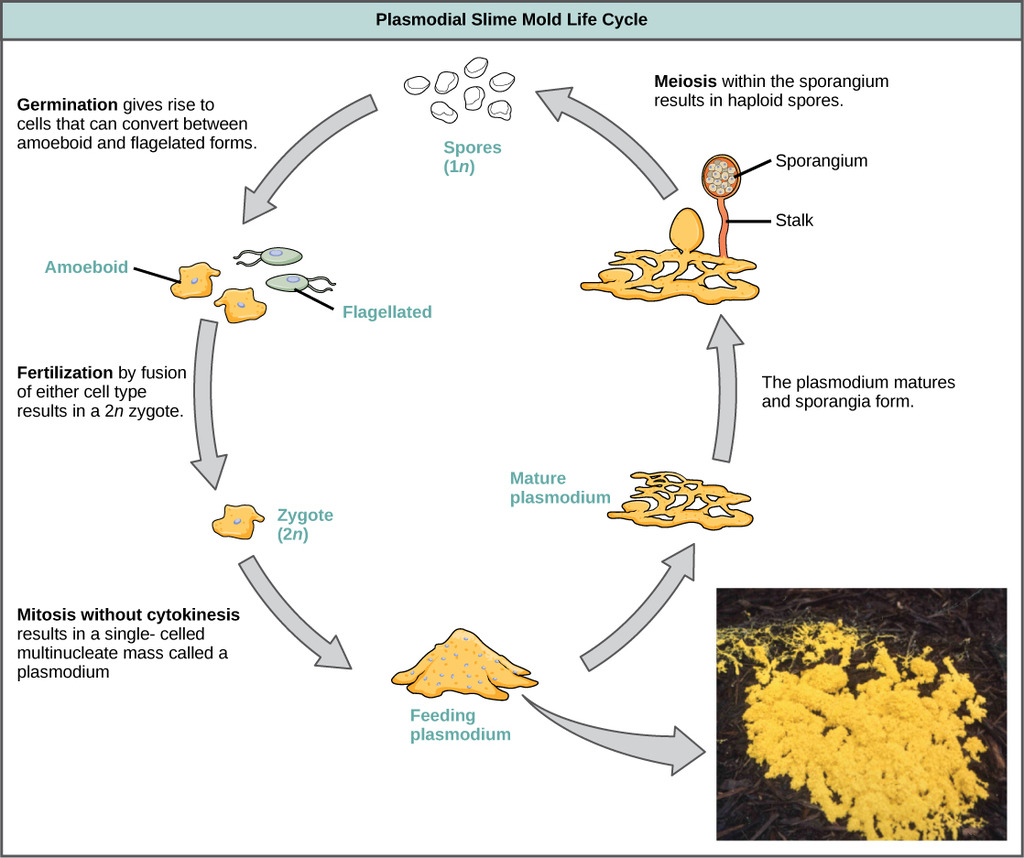 Plasmodial slime mold life cycle