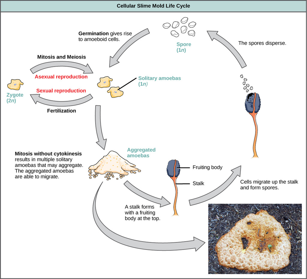 Cellular slime mold life cycle