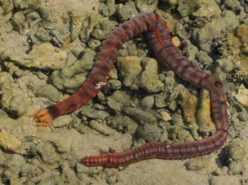 Sea cucumbers