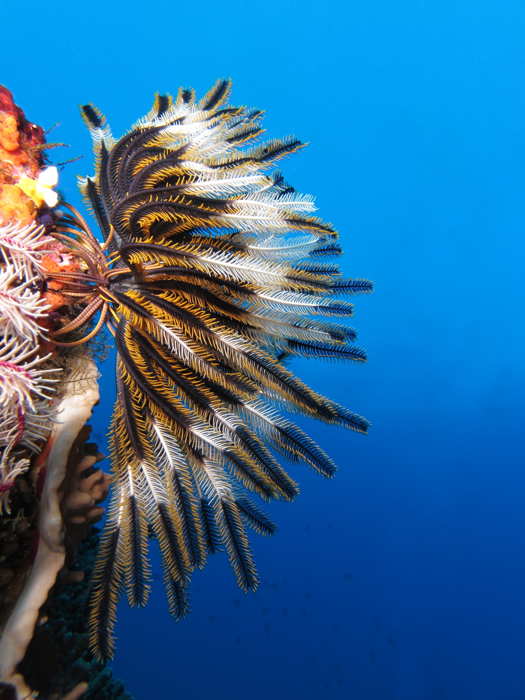 Sea lilies