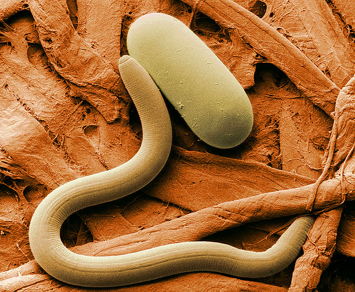 Nematode shape