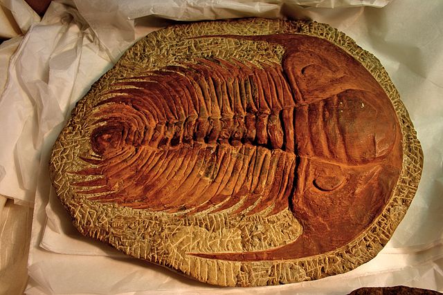 Trilobite fossil