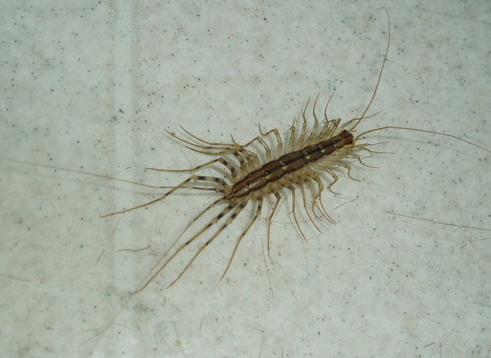 House centipede