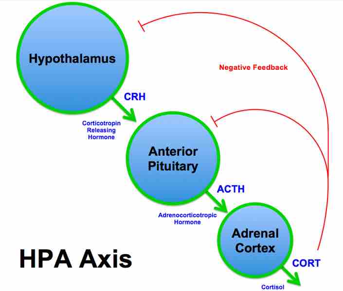 The stress response