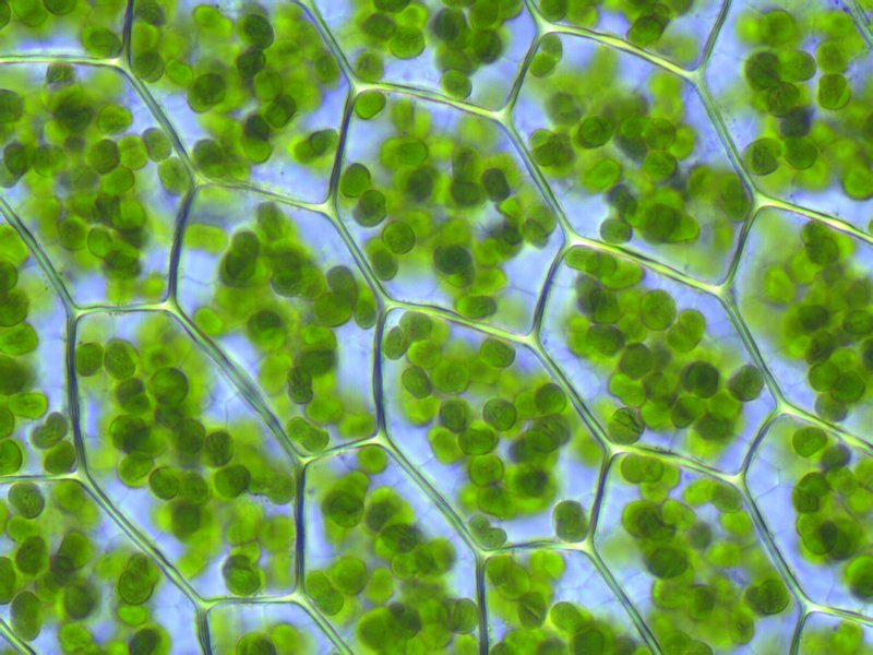 Chloroplasts in plants