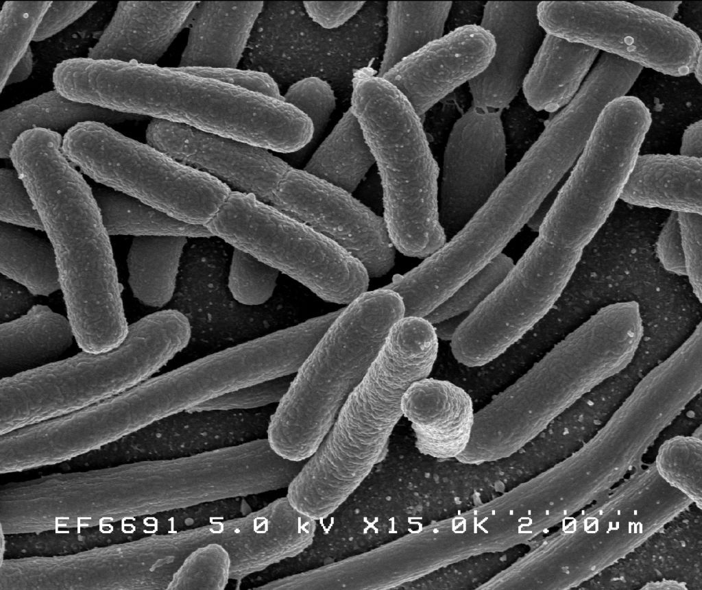 Intestinal flora