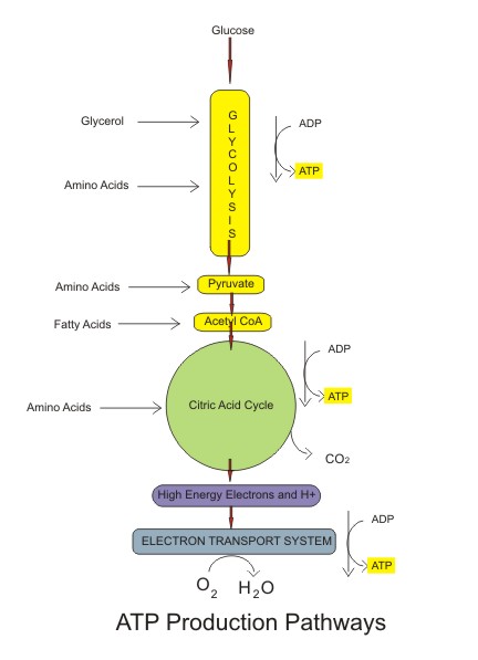 ATP production pathways