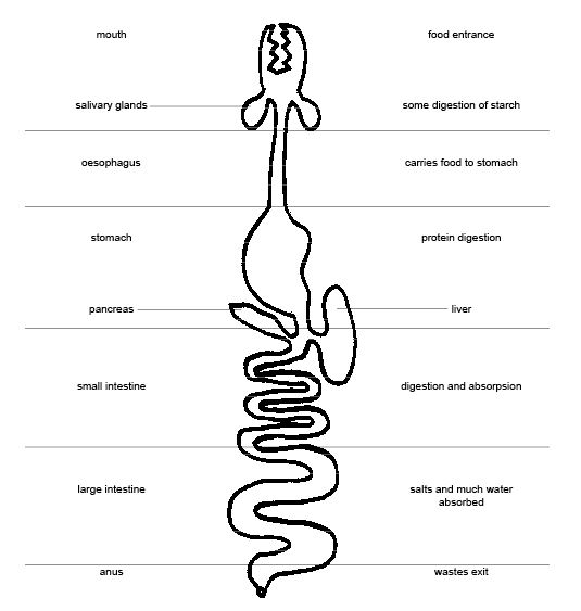 Generalized animal digestive system