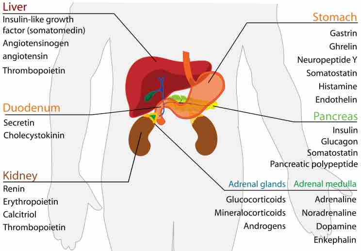 Digestive endocrine system