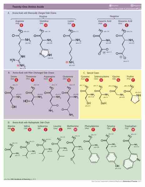 Amino Acids