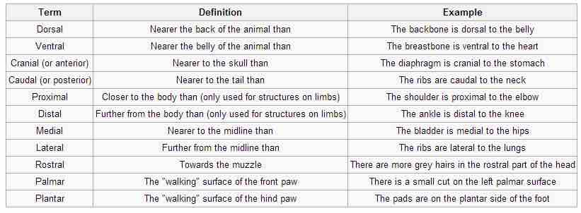 Directional terms