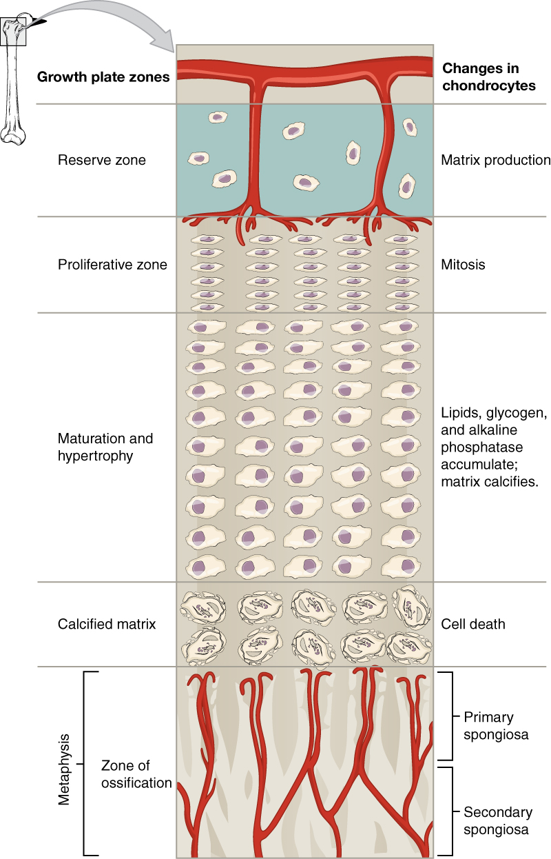 Longitudinal bone growth