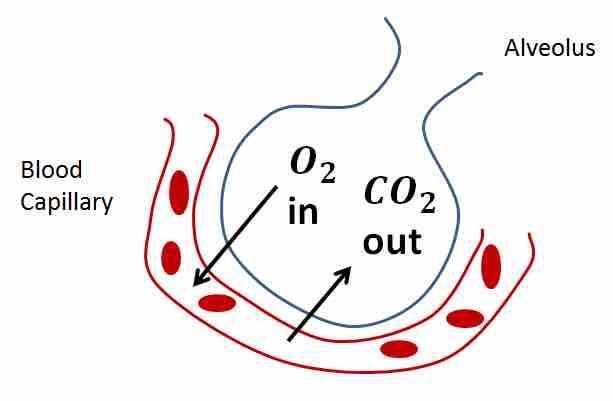 Gas exchange