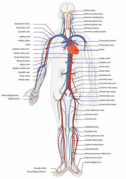 Circulatory system