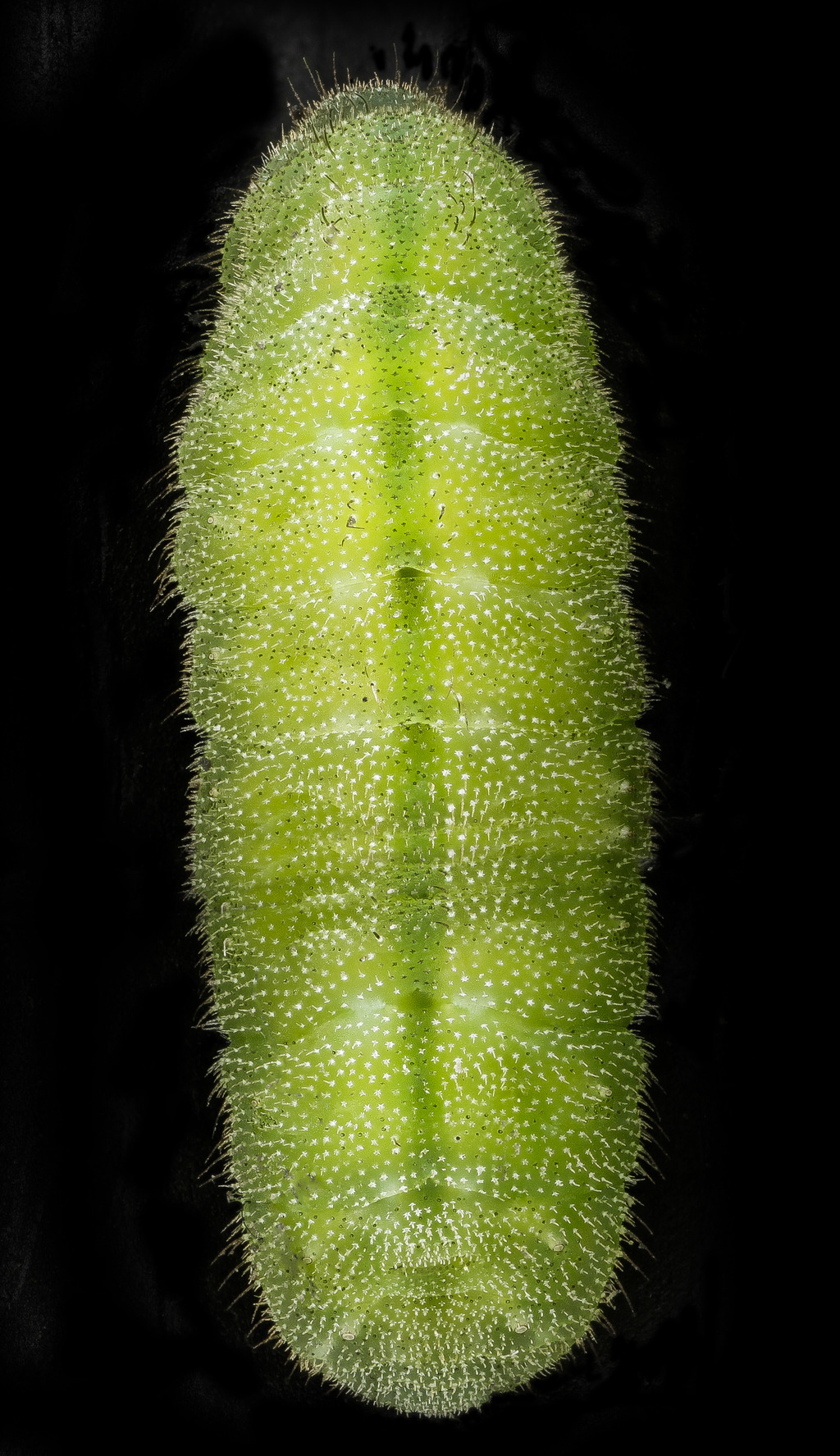 Karner blue butterfly caterpillar