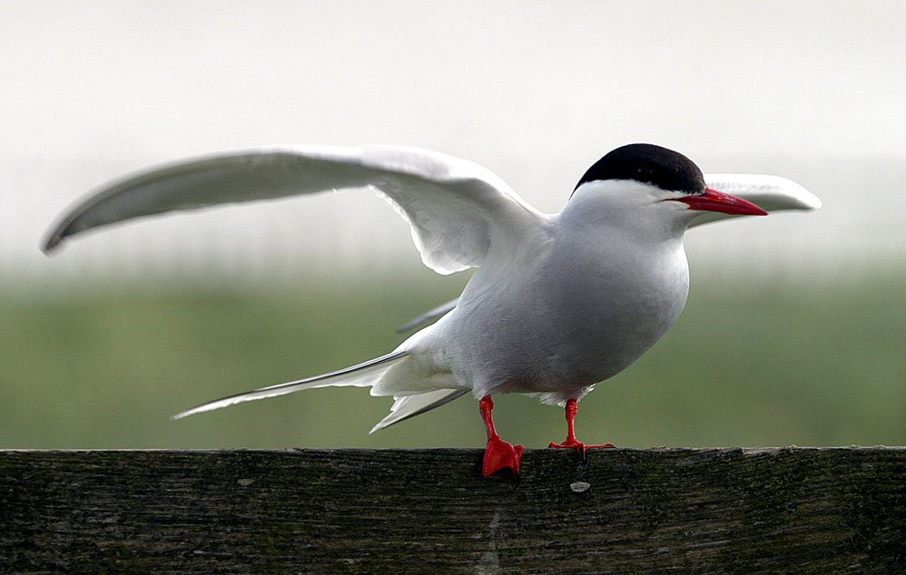 Arctic tern