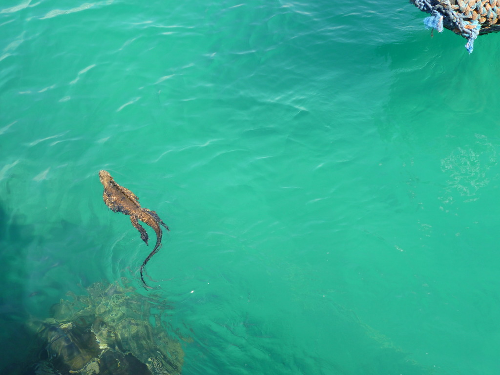 Marine iguanas