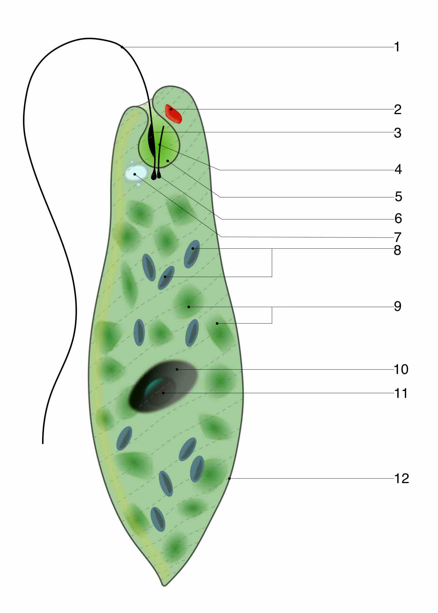 Contractile vacuole of Euglena