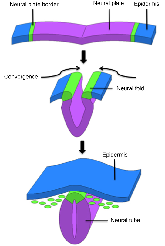 Neural Tube Formation