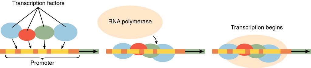 Transcription Factors Regulate Gene Expression