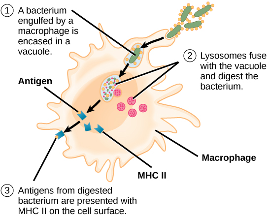 APCs, MHCs and lymphocytes