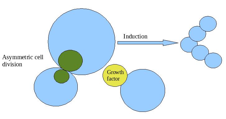 Cell Differentiation